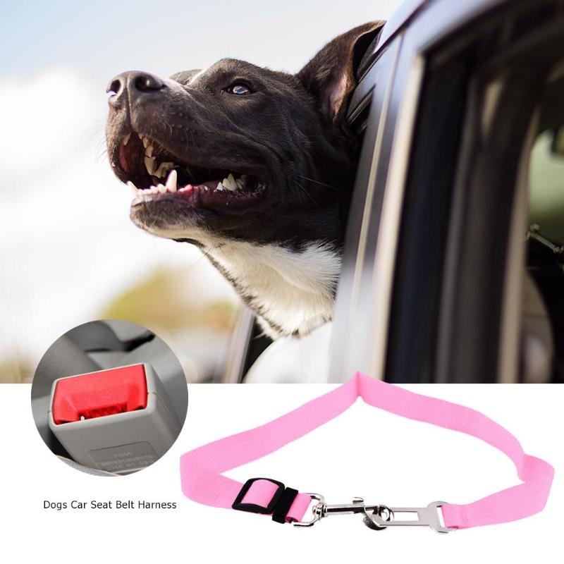 Pet Travel Accessories